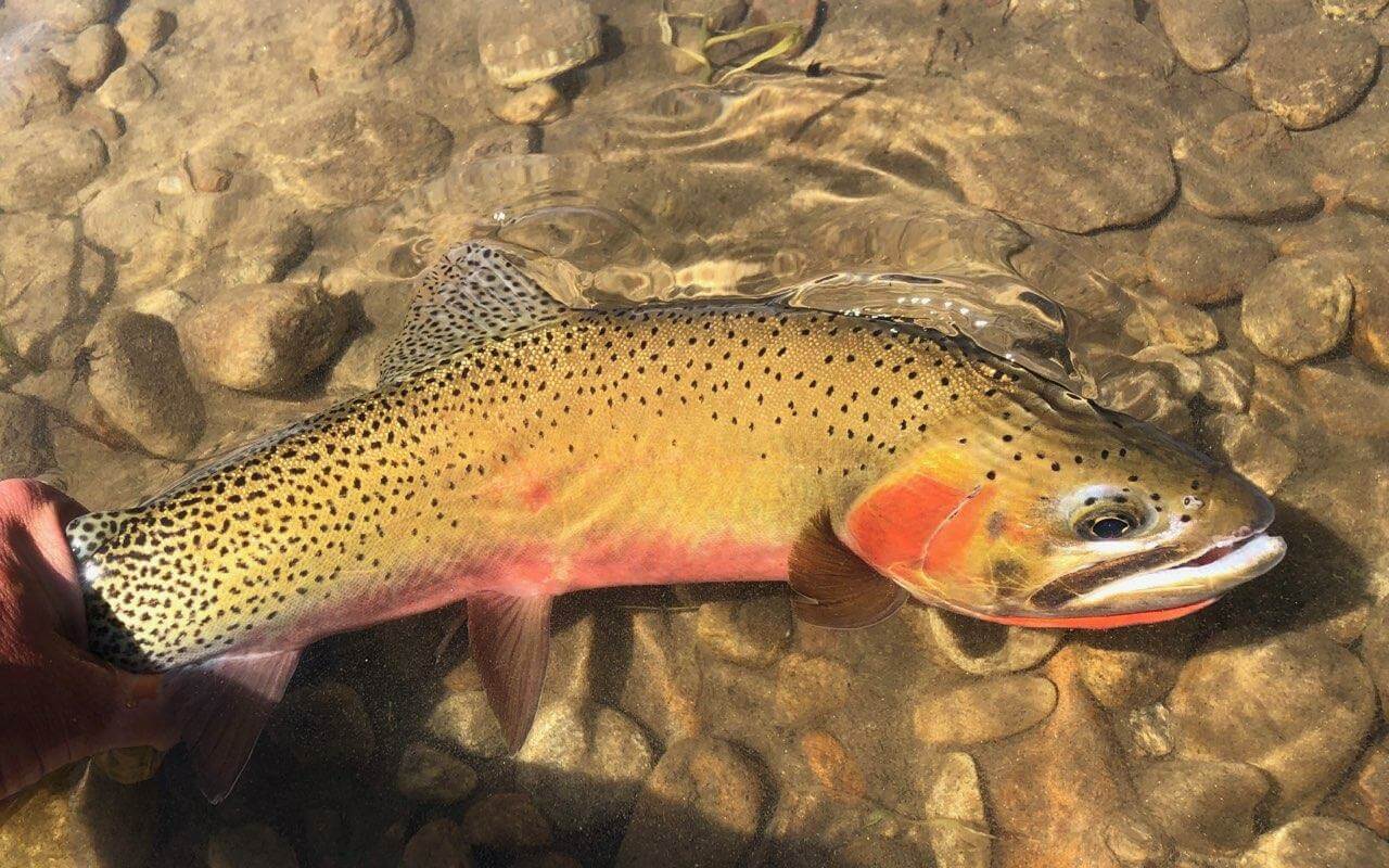 18-cutthroat-trout-facts