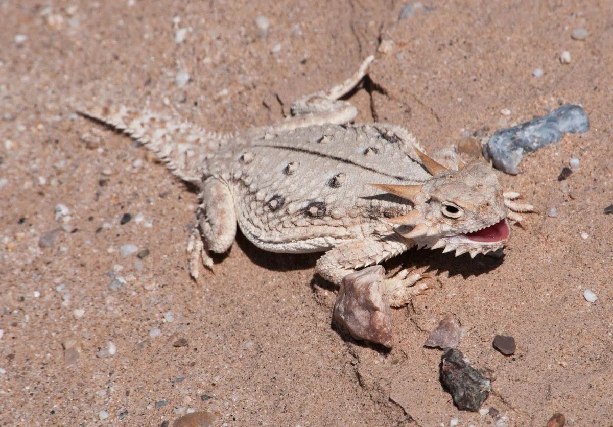 18-desert-lizard-facts