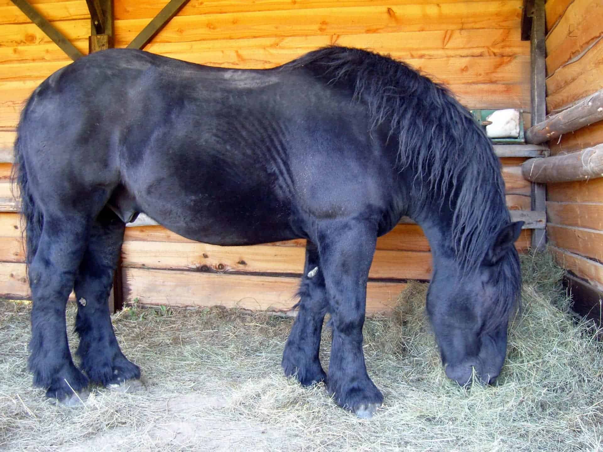 18-draft-horse-facts