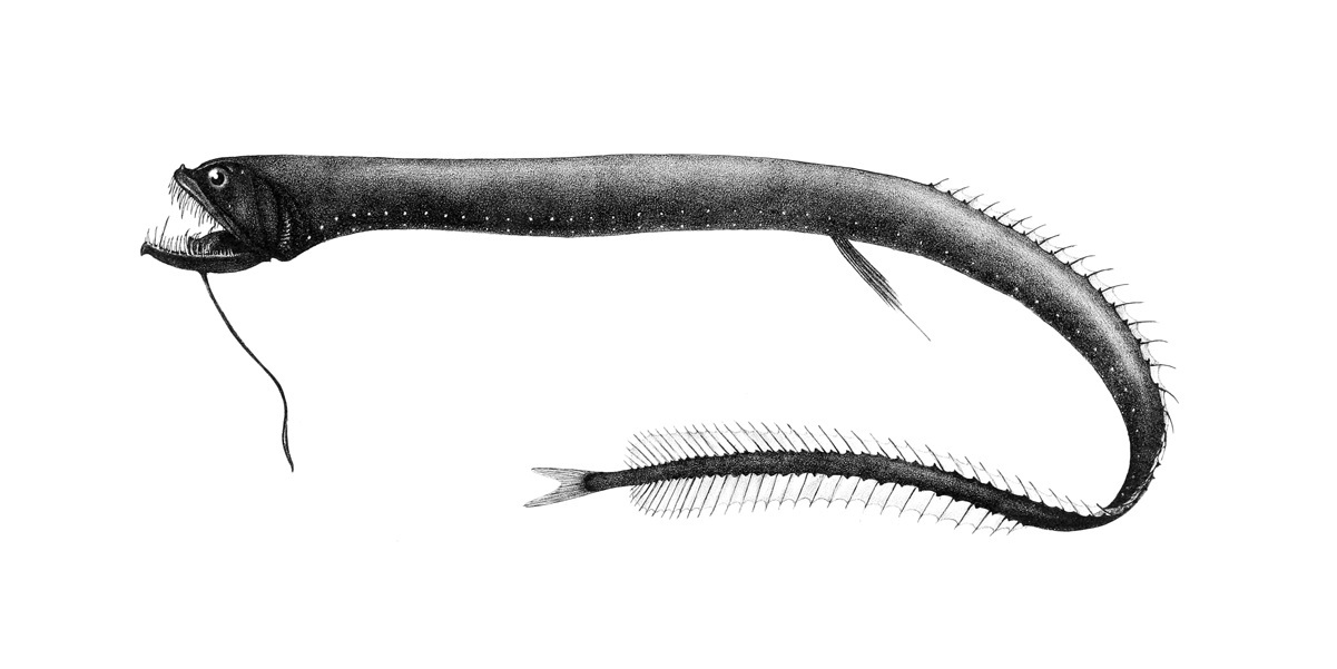 18-dragonfish-facts