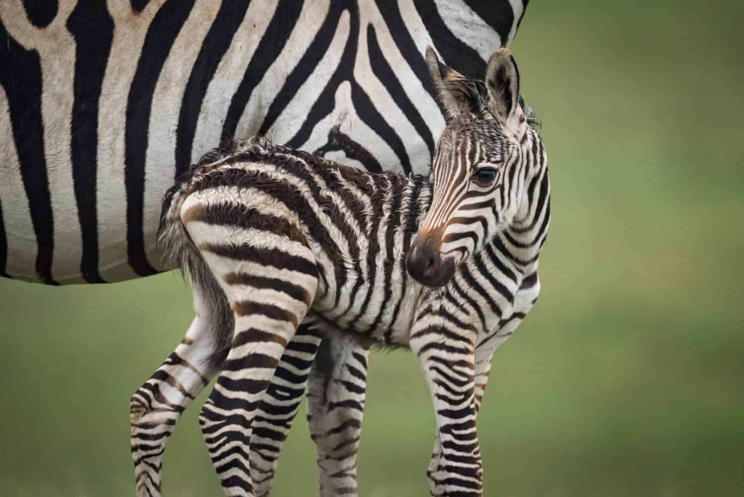 18-facts-about-baby-zebras
