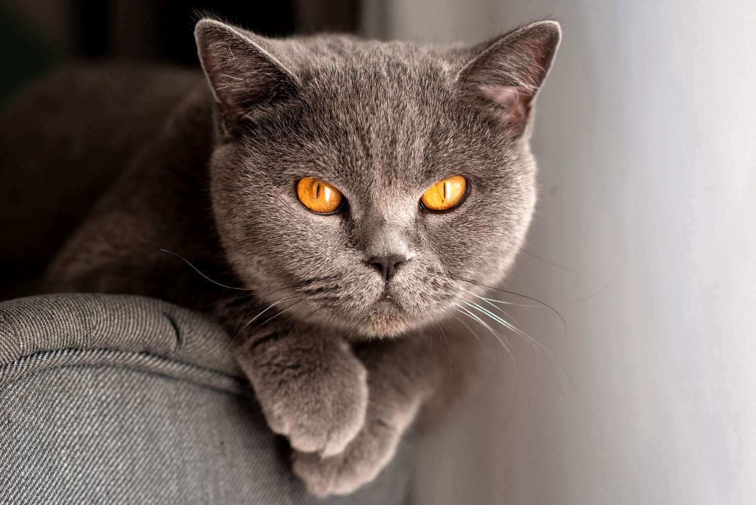 18-facts-about-british-shorthair-cats