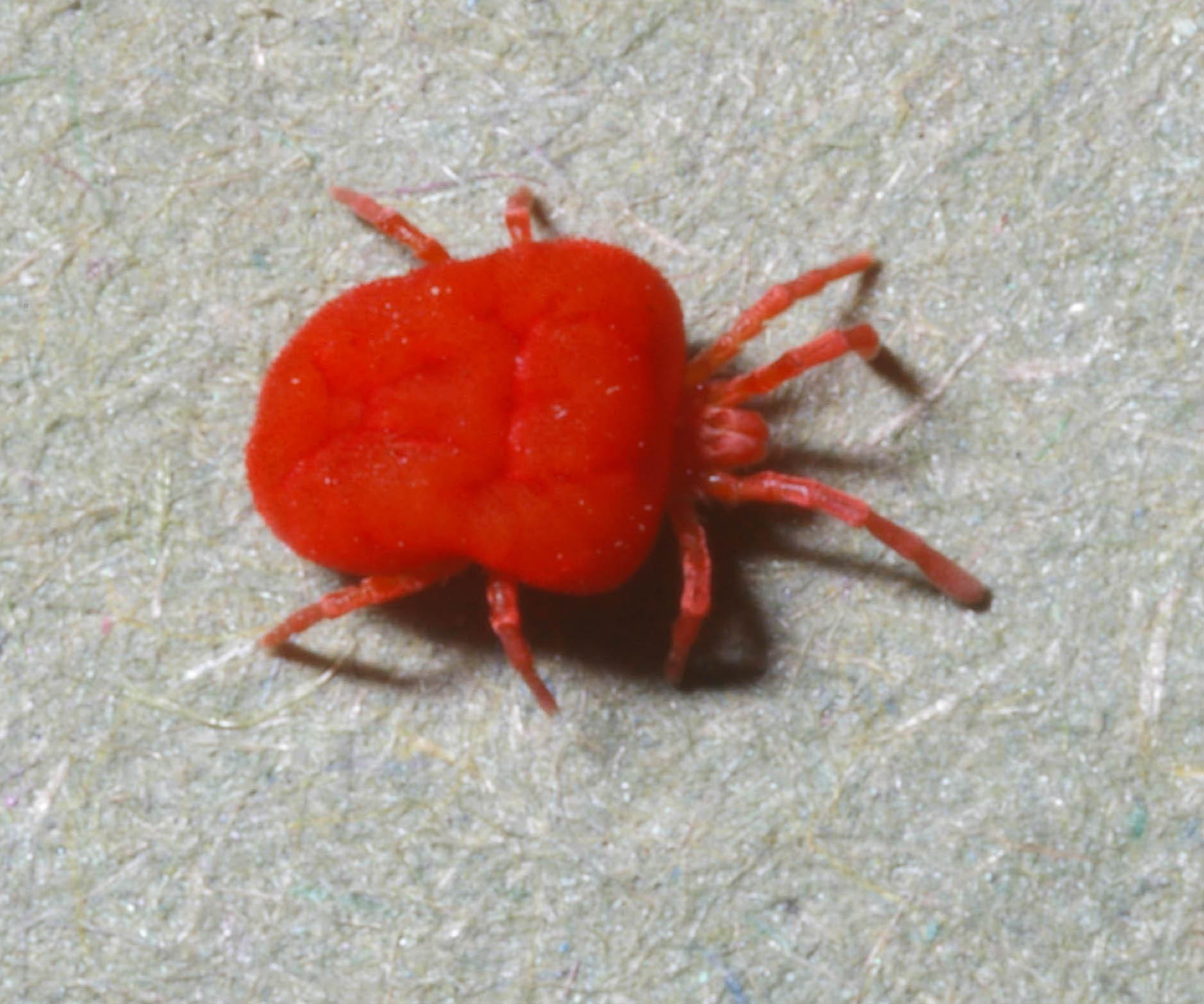 18-facts-about-chiggers