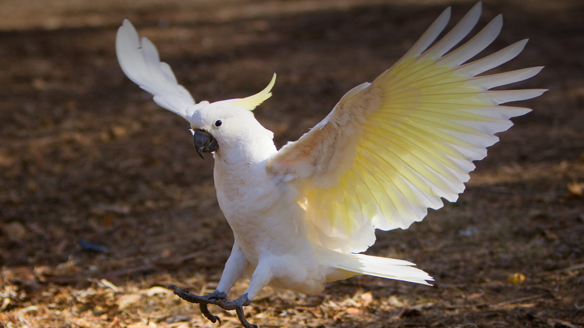 18-facts-about-cockatoos