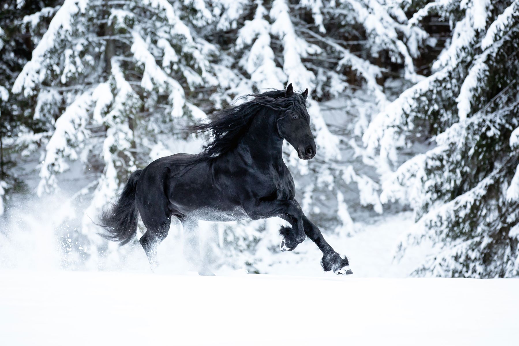 18-facts-about-friesians