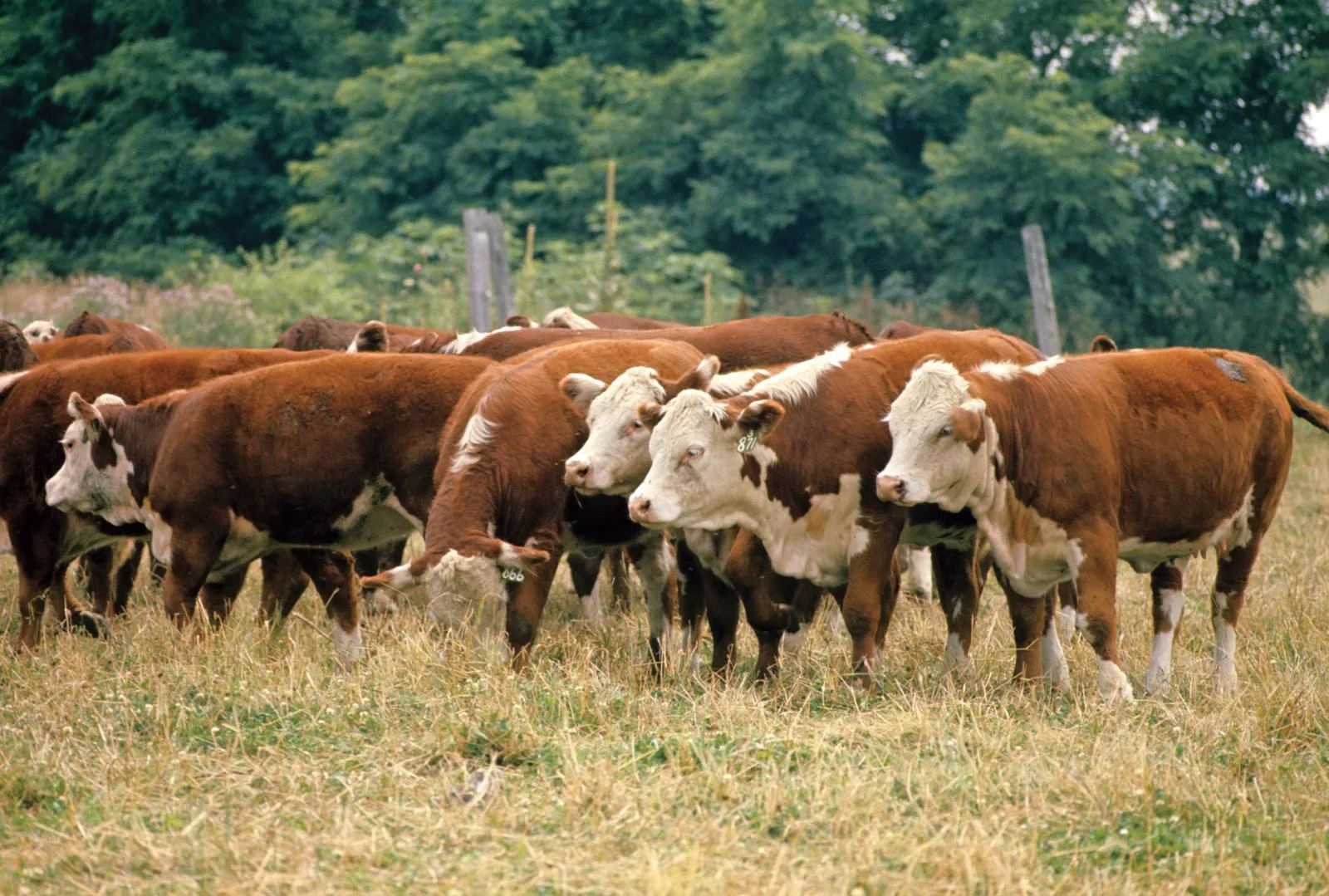 18-facts-about-hereford-cattle
