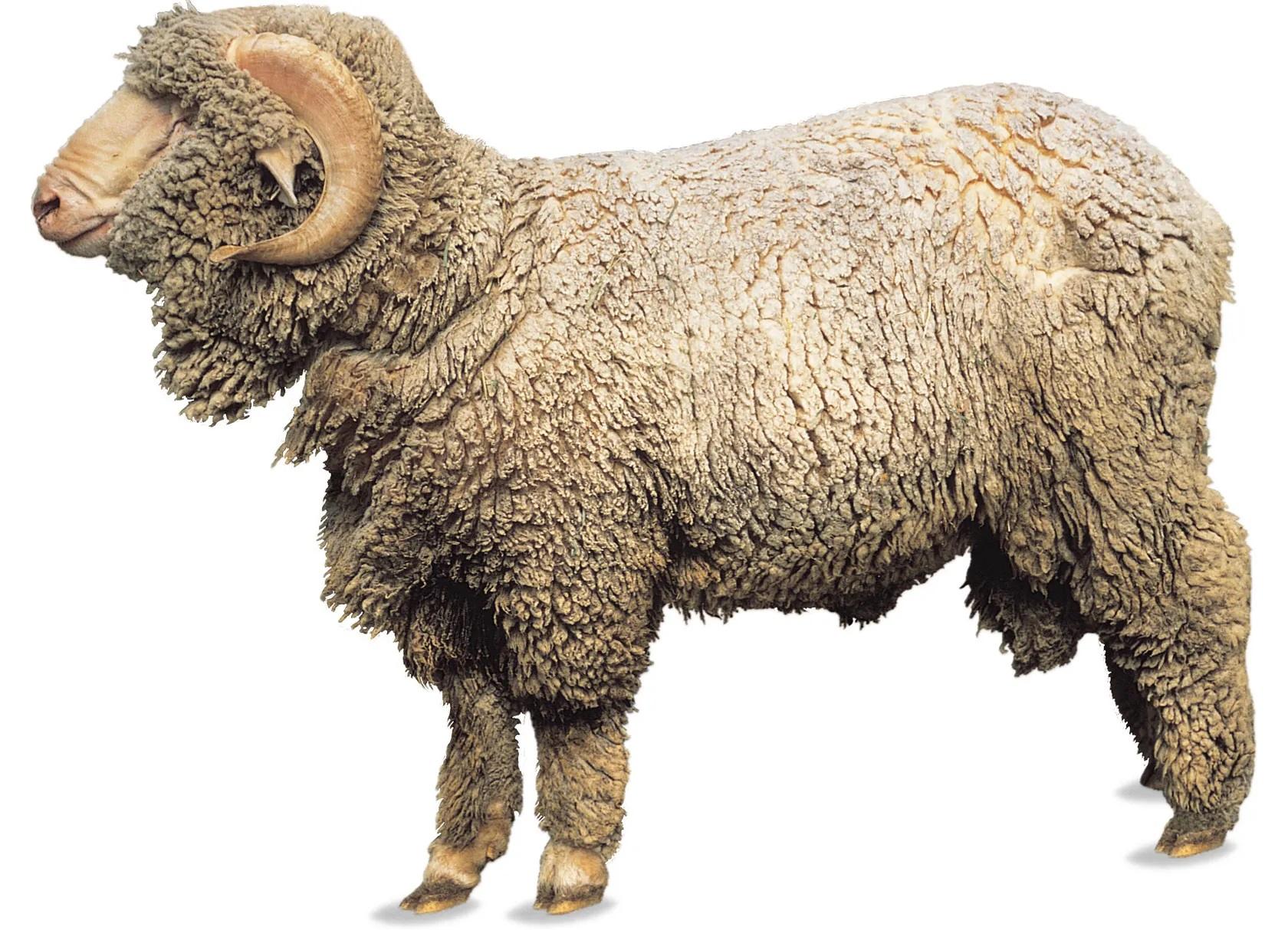 18-facts-about-merino-sheep
