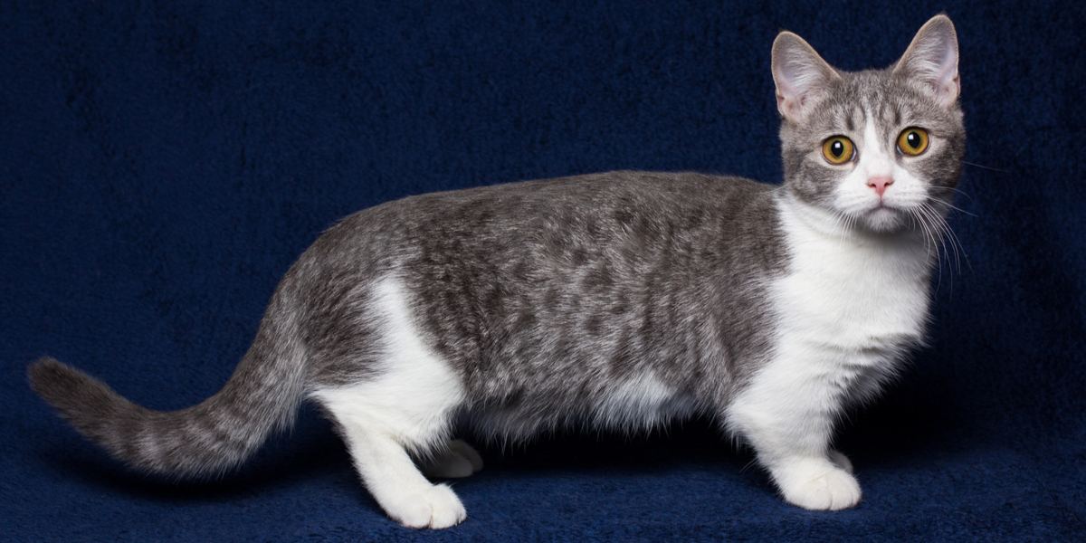 18-facts-about-munchkin-cats
