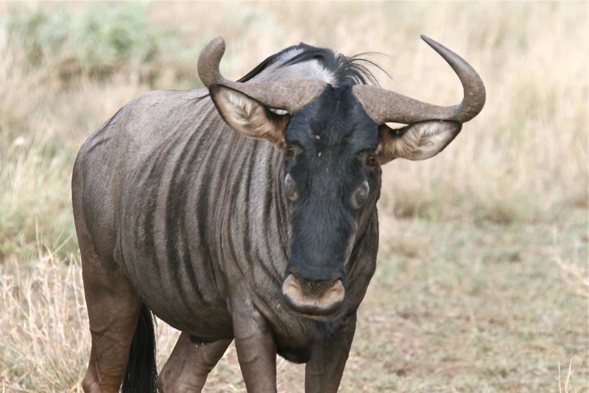 18-facts-about-wildebeest