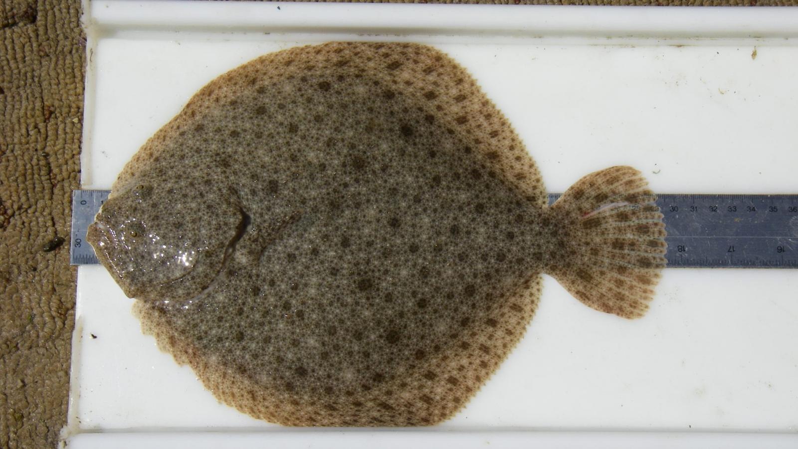 Did You Know Facts : Are Flat Fish Poisonous?