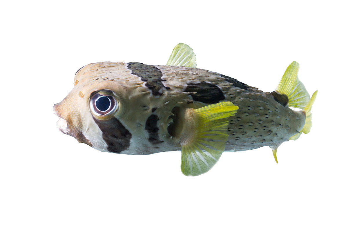 18-fun-facts-about-puffer-fish
