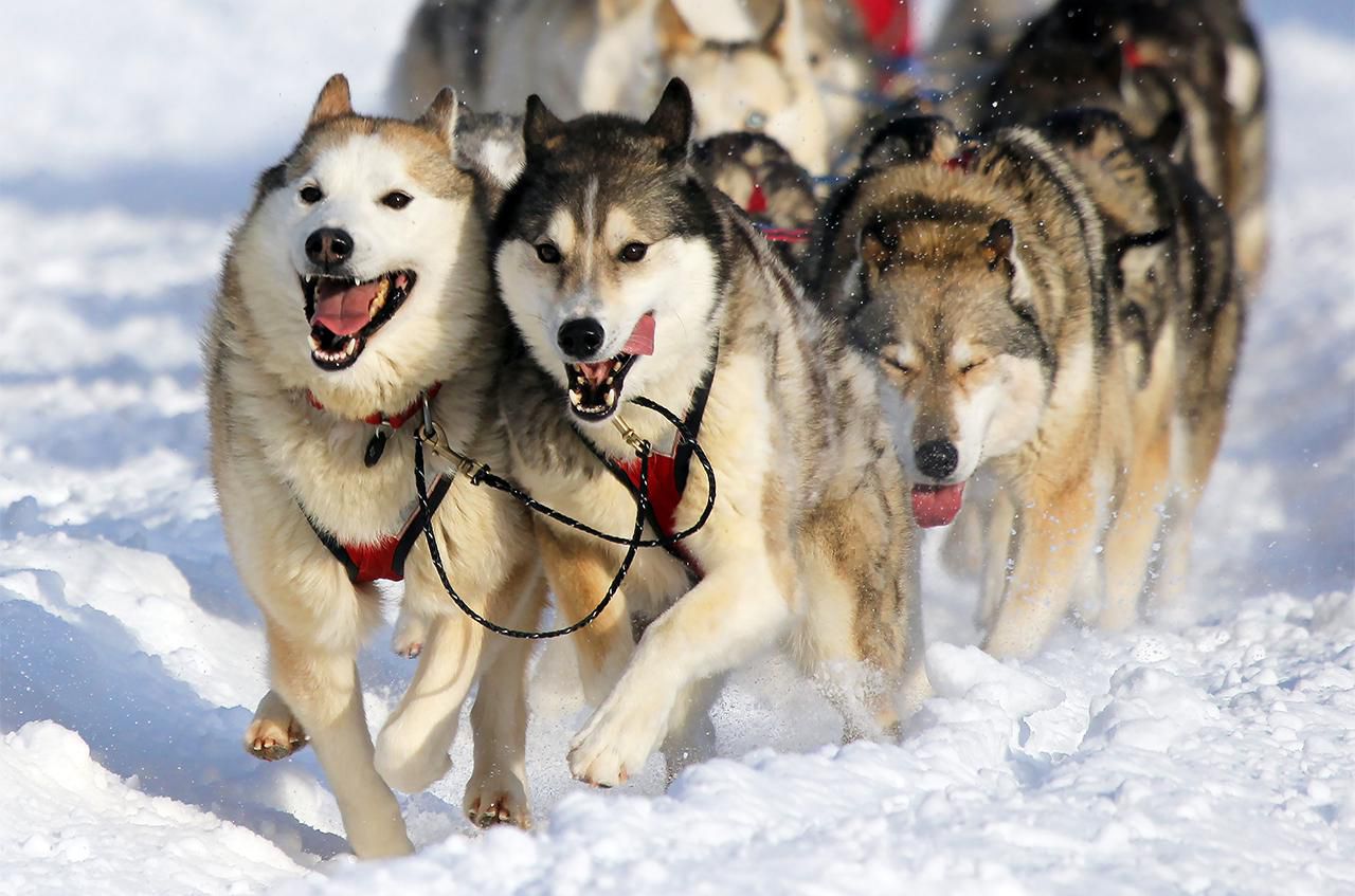 18-fun-facts-about-the-iditarod