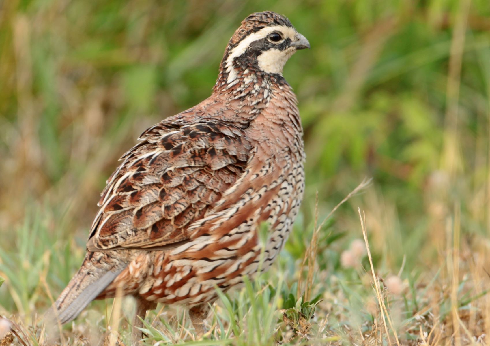 18-georgia-giant-bobwhite-quail-facts