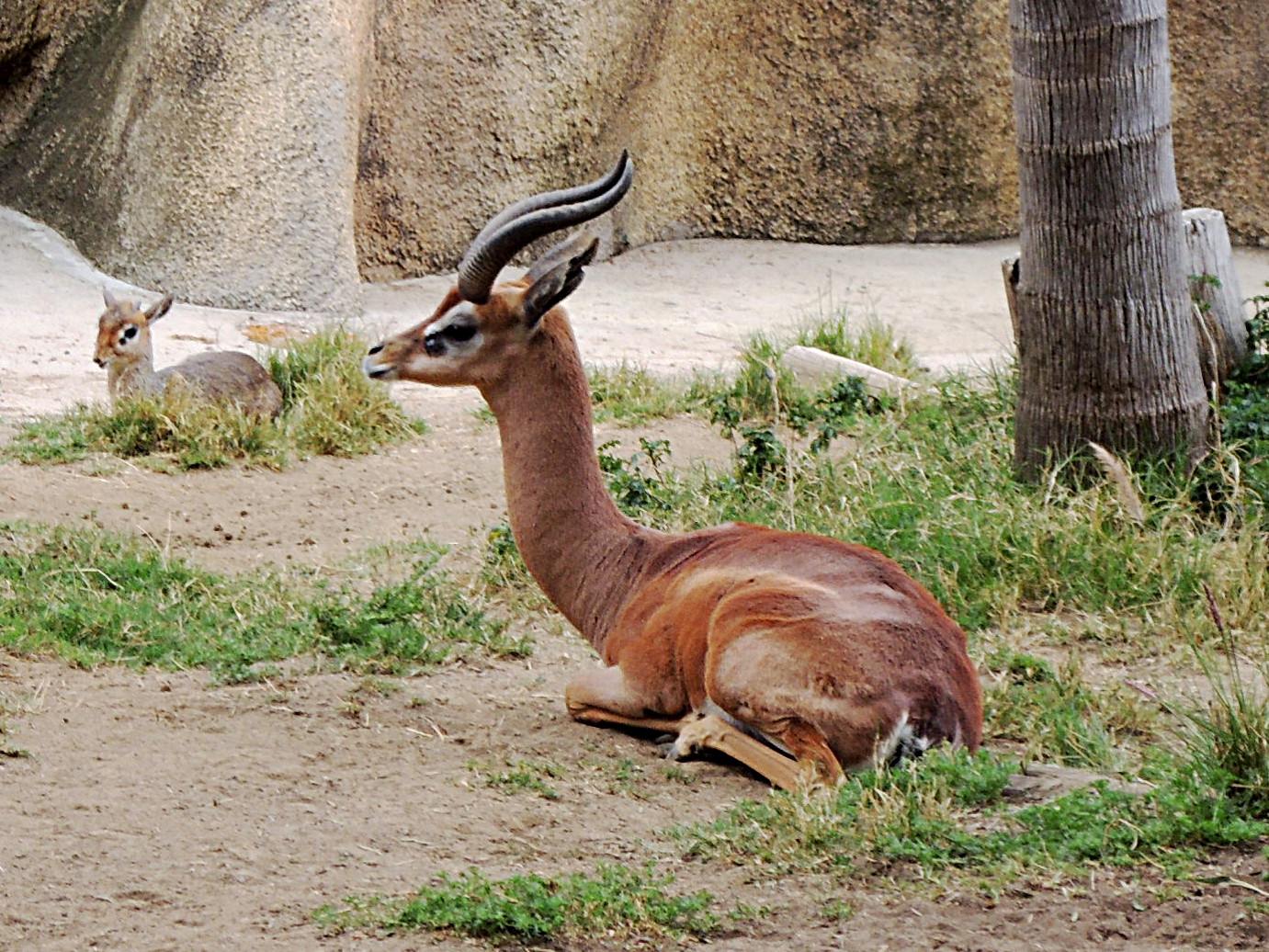 18-gerenuk-facts
