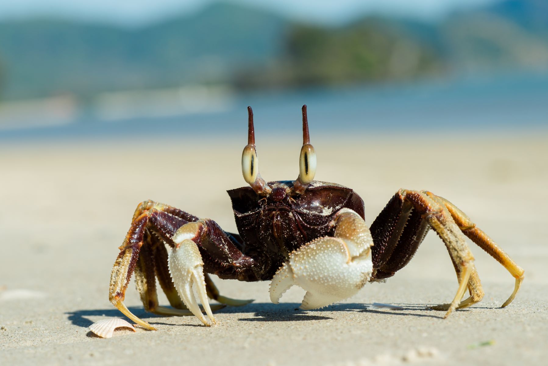 18-ghost-crab-facts