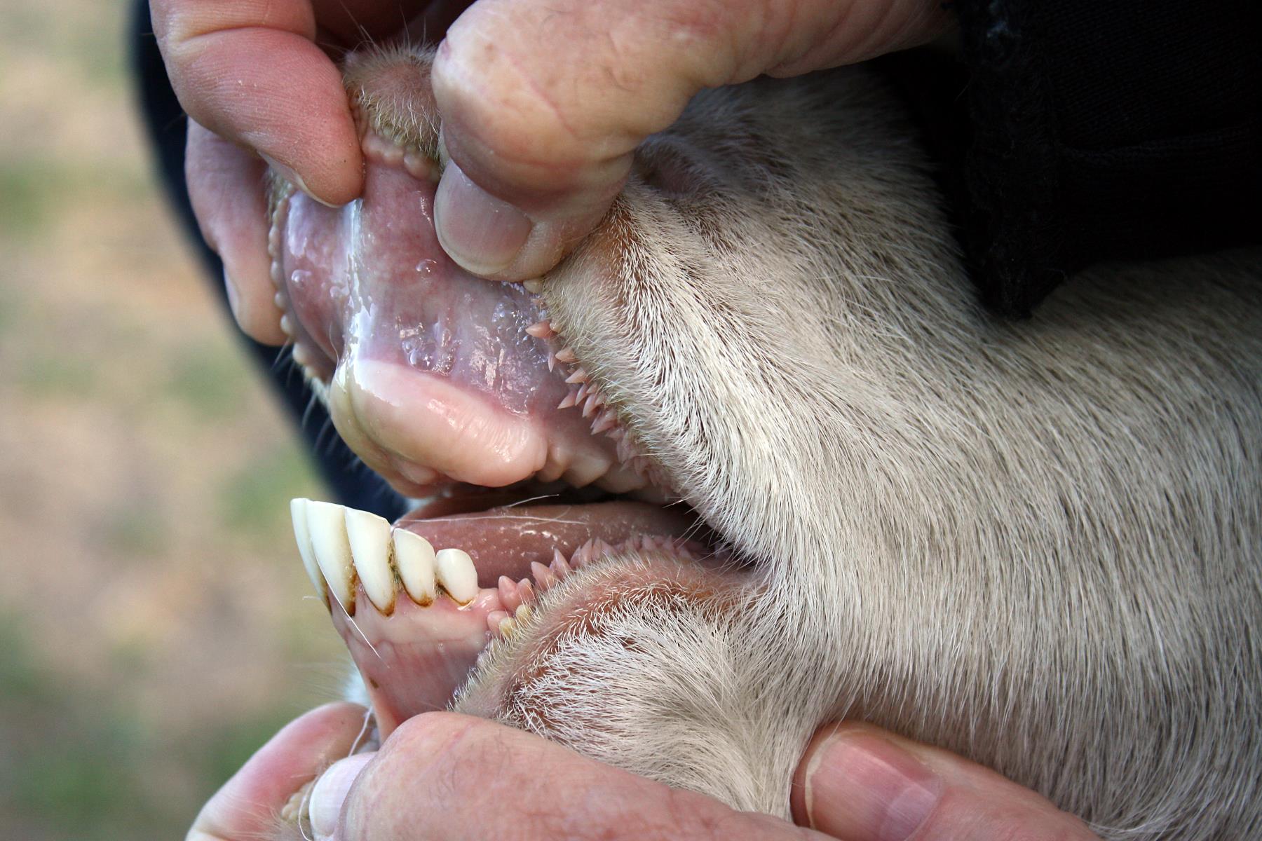 18-goats-teeth-facts