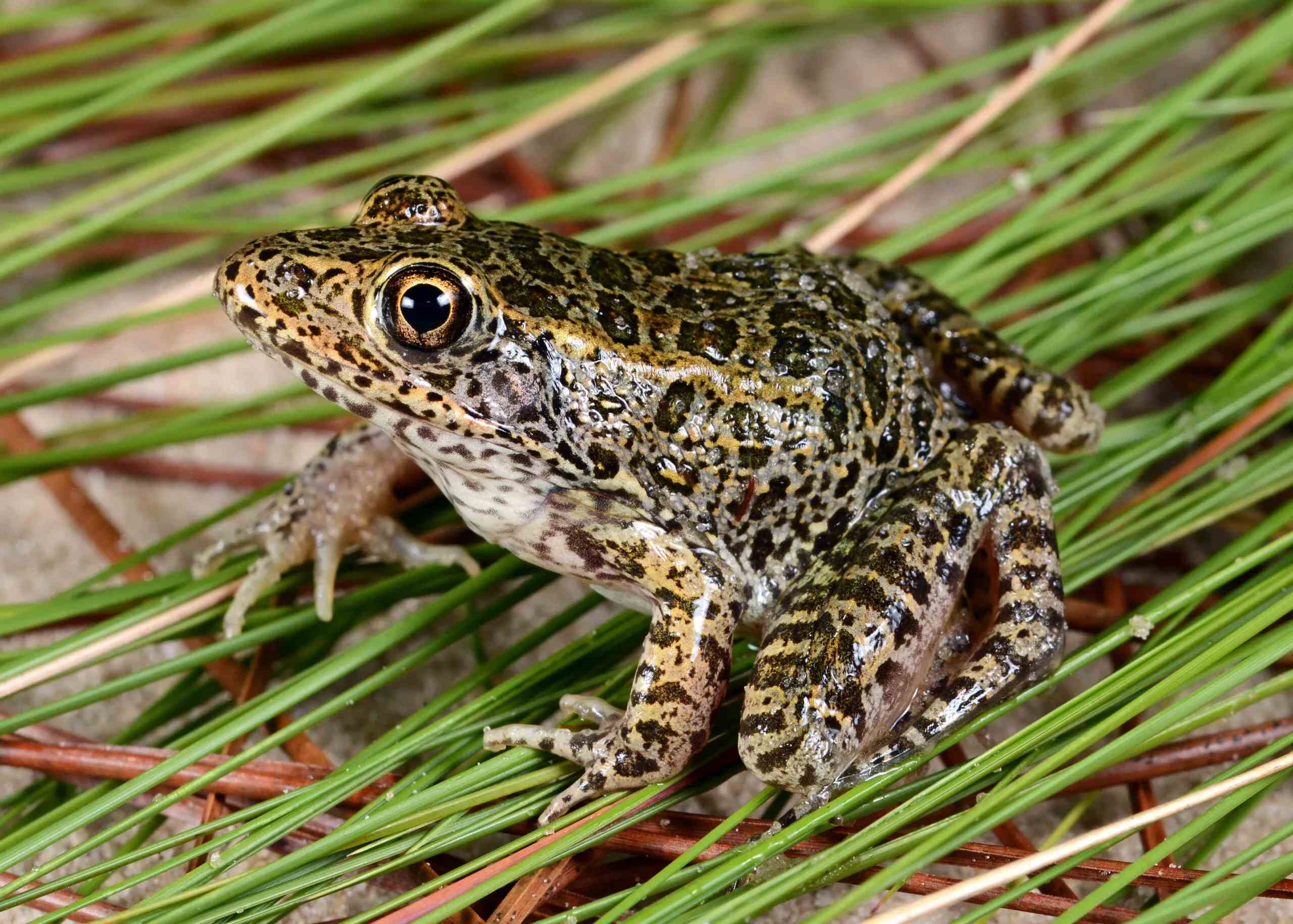 18-gopher-frog-facts