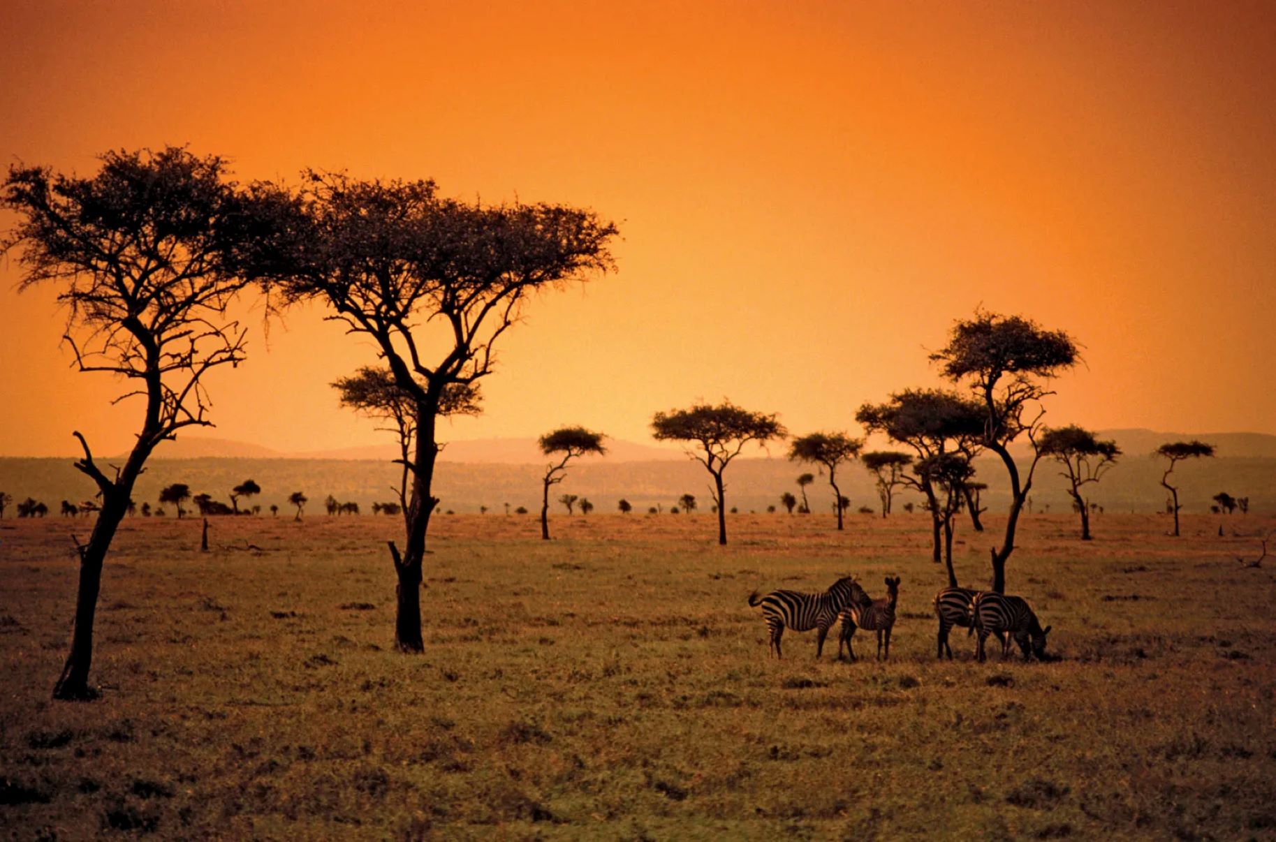 Саванной восточной африки. Зона саванн в Африке. Природные зоны Африки саванны. Природные зоны Африки саванны и редколесья. ЮАР Саванна.