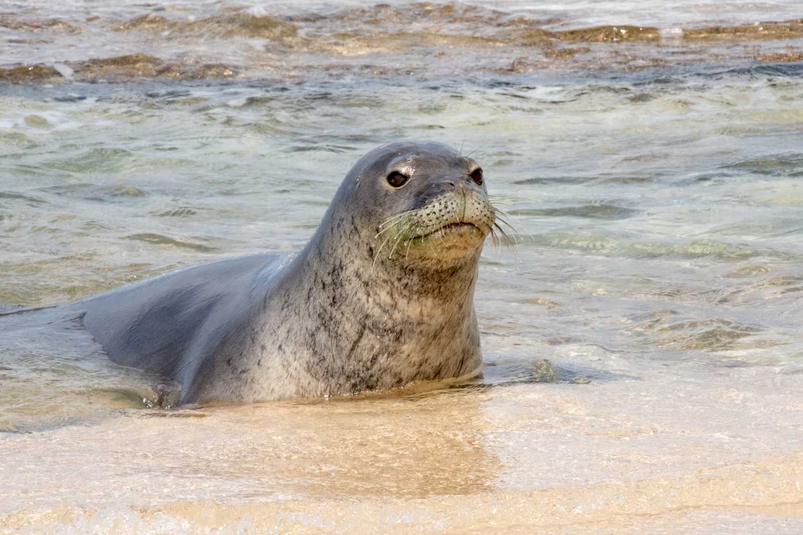 18-hawaiian-monk-seal-fun-facts