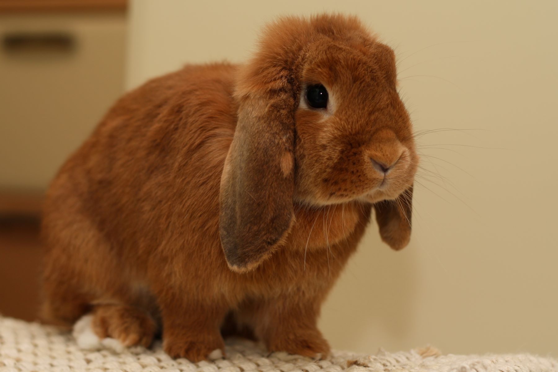 18-holland-lop-fun-facts
