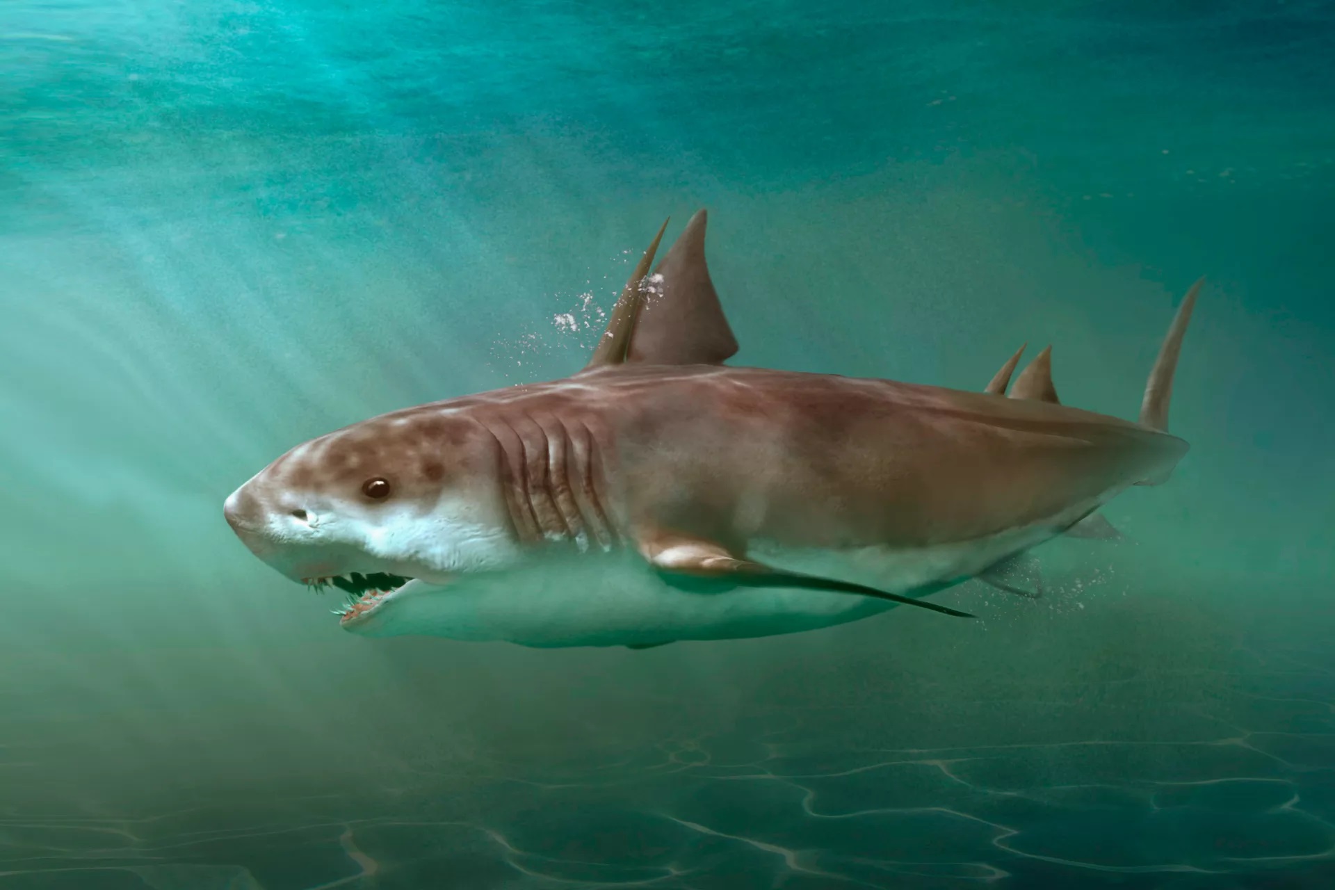 18-hybodus-shark-facts