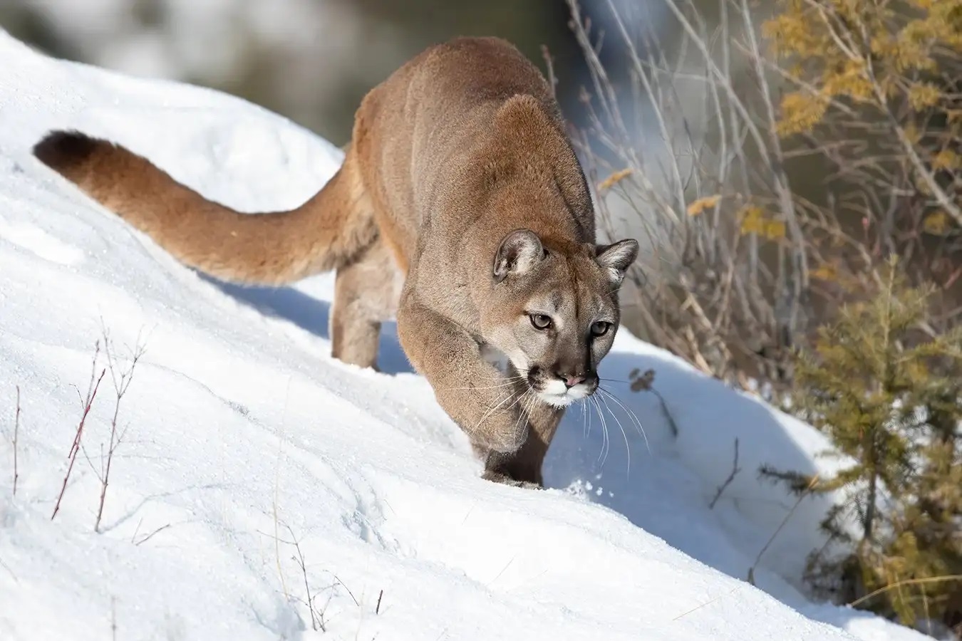 18-interesting-facts-about-cougars