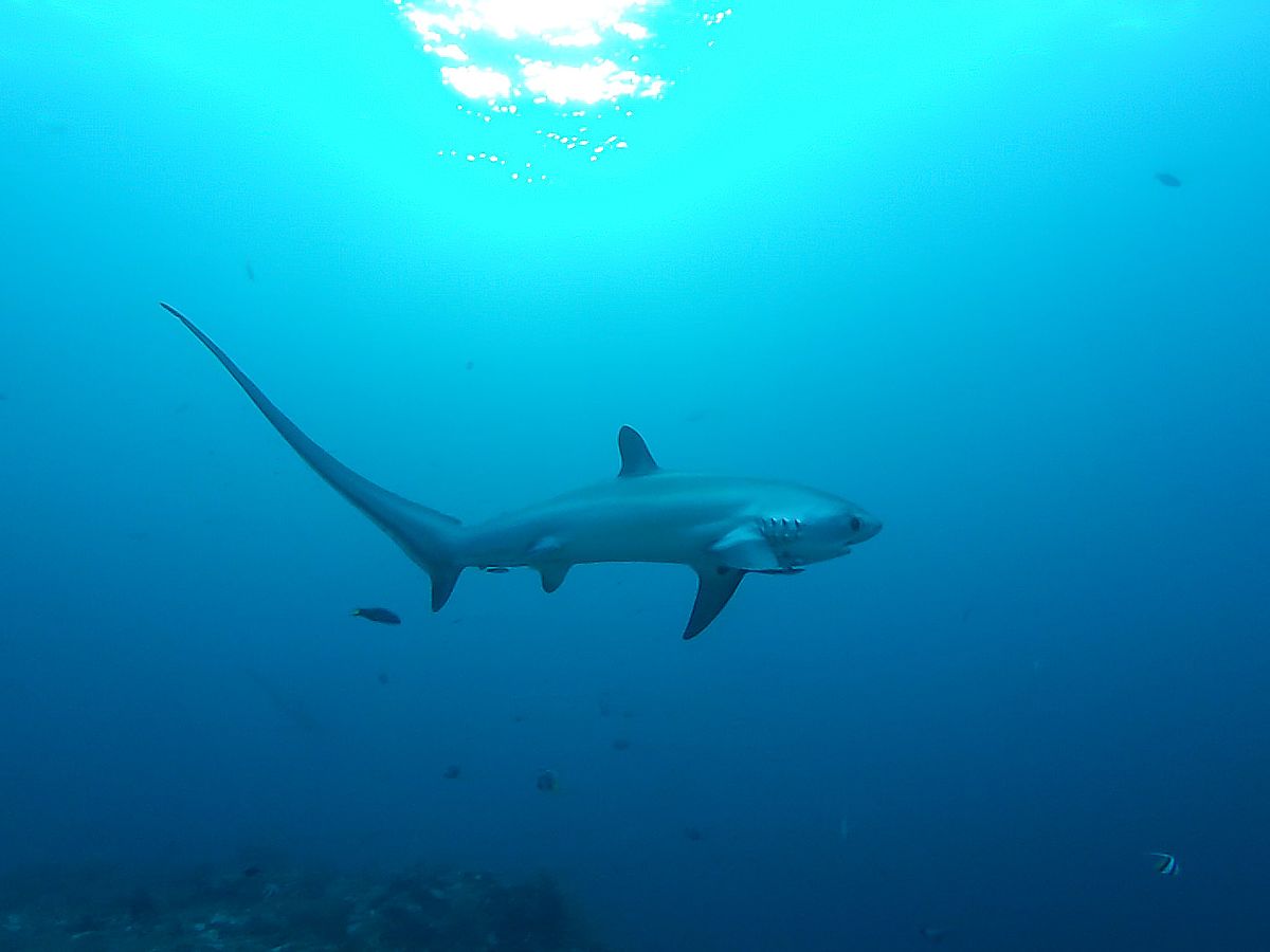 18-interesting-facts-about-thresher-sharks