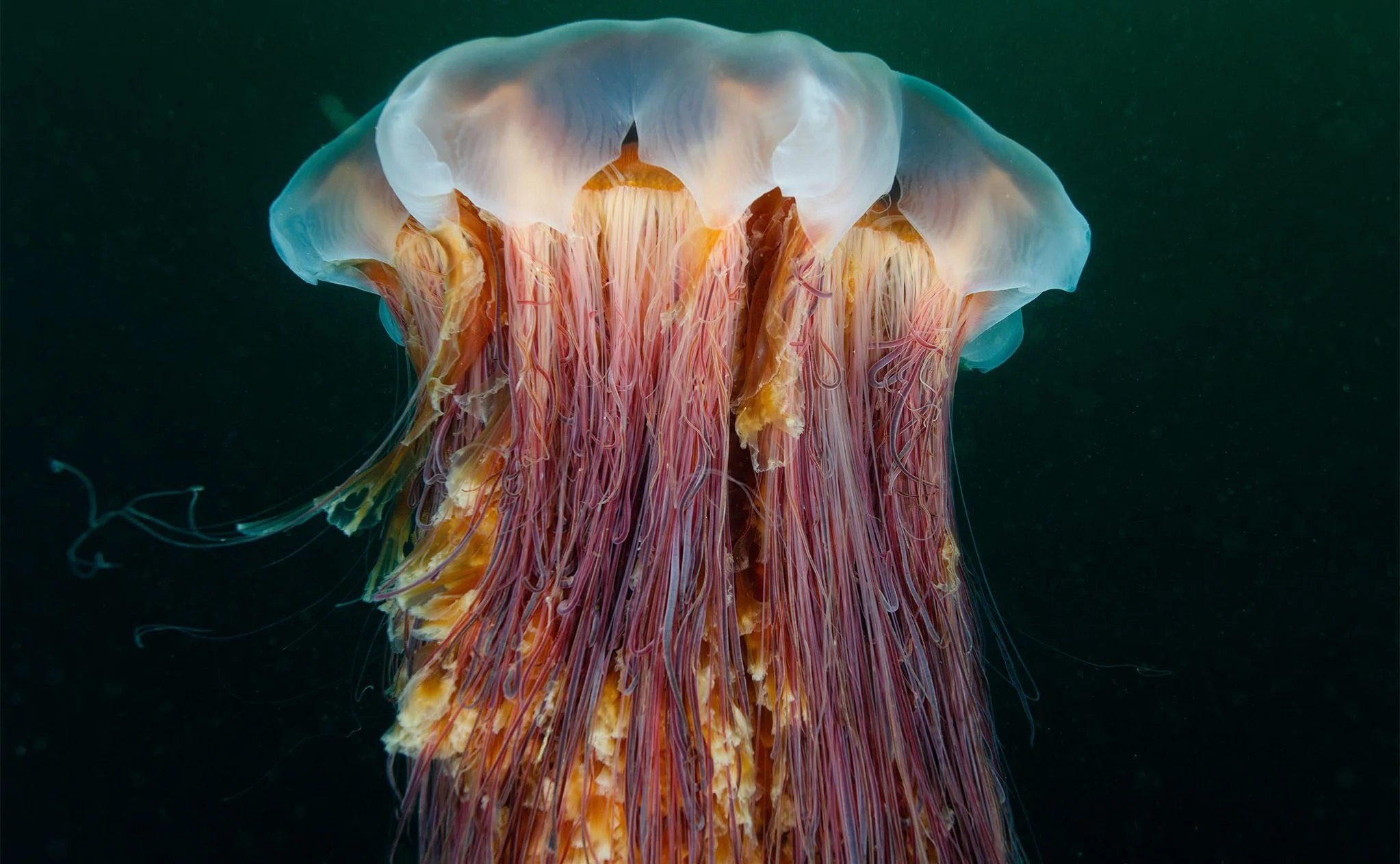 18-lion-mane-jellyfish-facts