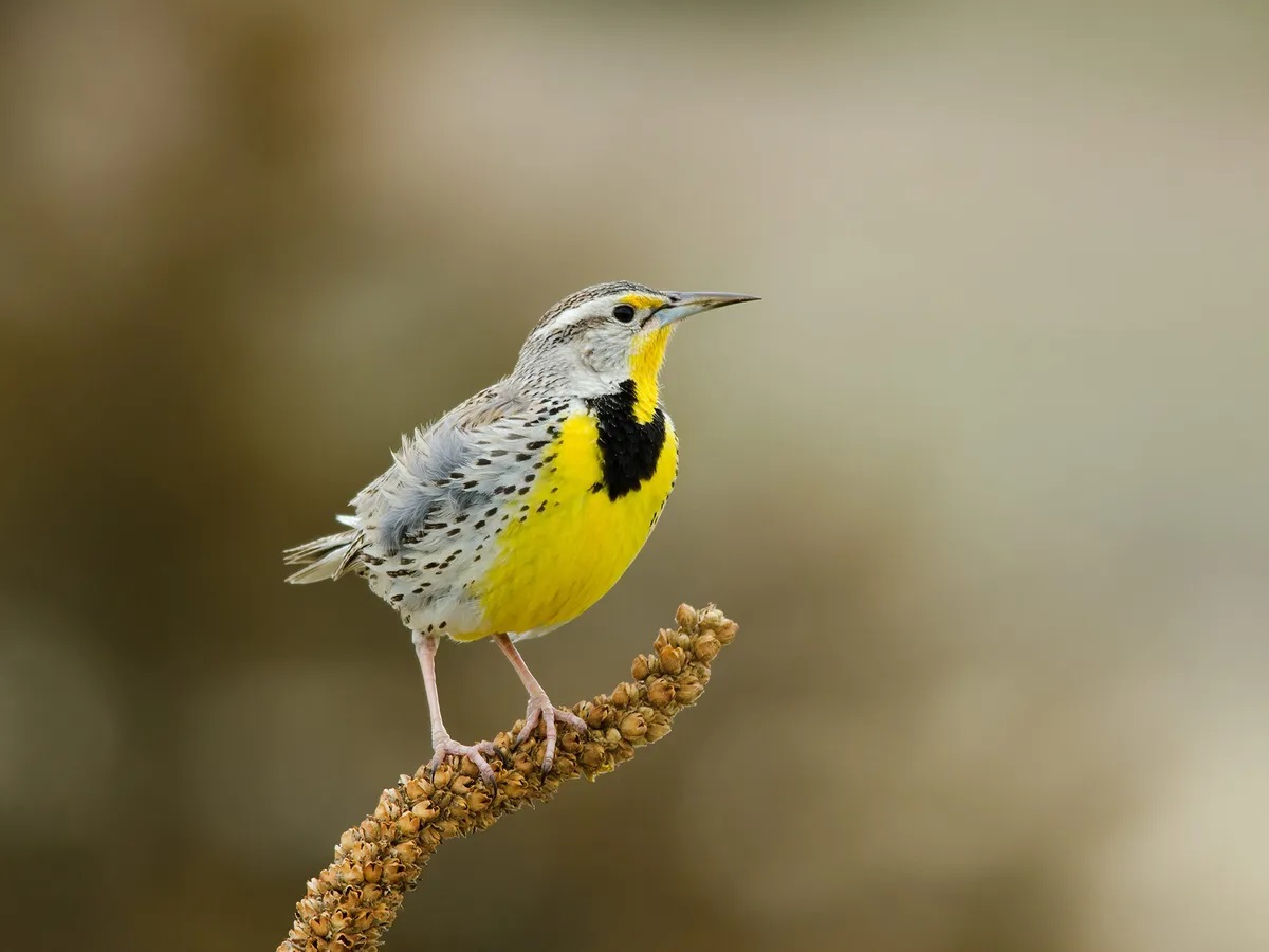 18-montana-state-bird-facts