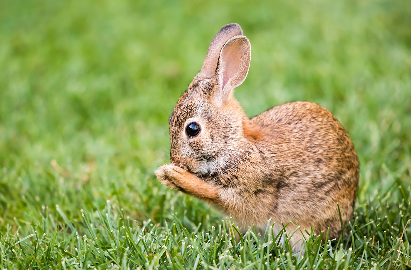 18-new-england-cottontail-facts