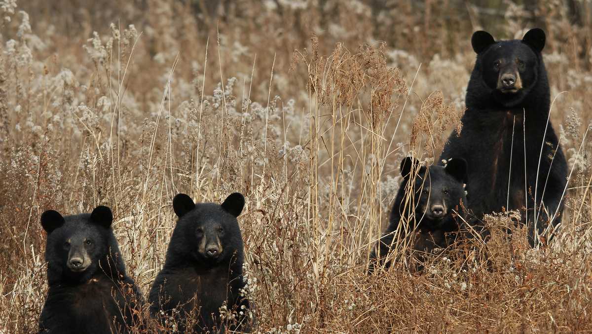 18-pennsylvania-black-bear-facts