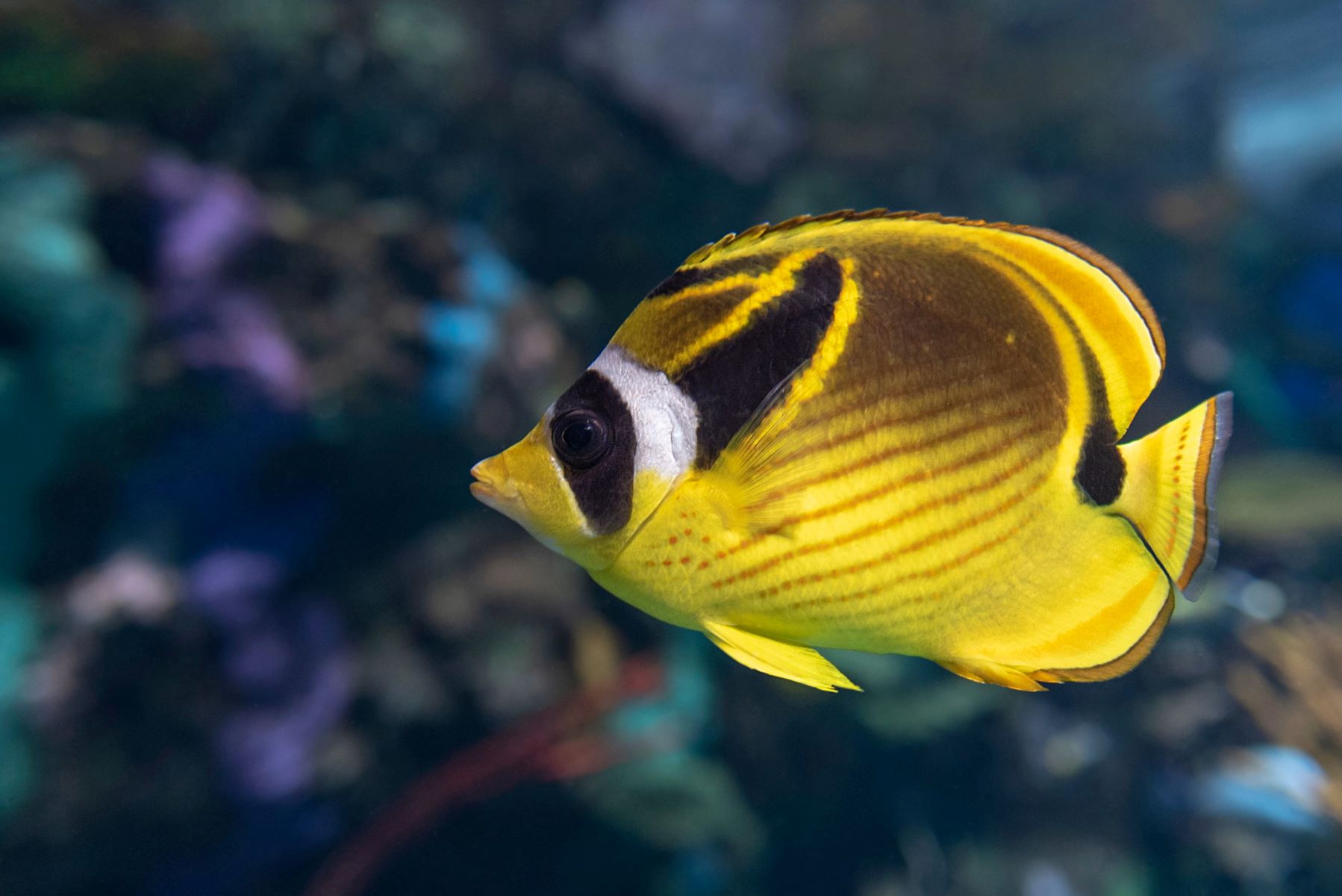 18-raccoon-butterfly-fish-facts