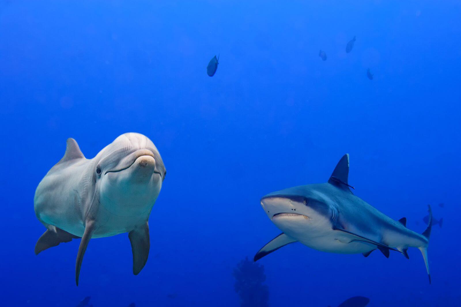 18-sharks-vs-dolphins-facts