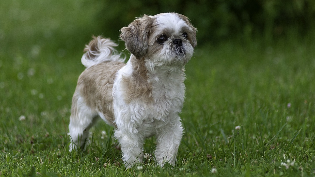 All About Shih Tzu Puppies