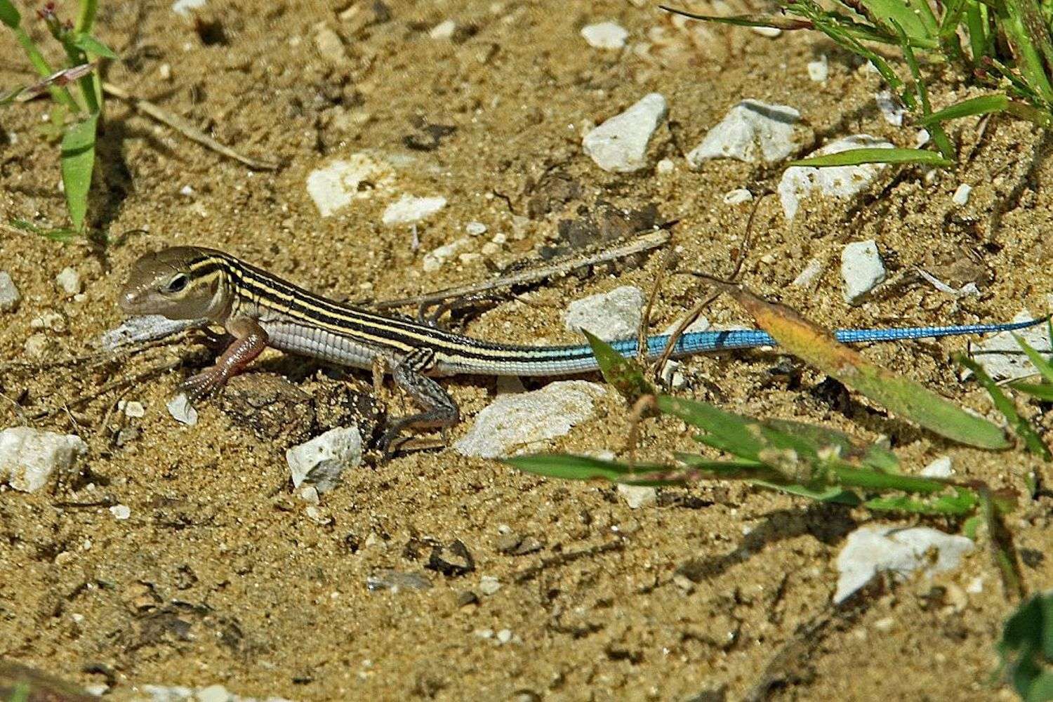 18-six-lined-racerunner-facts