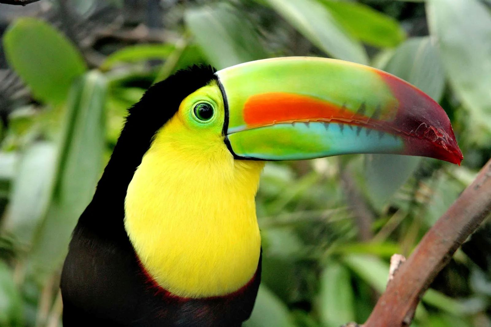 18-south-america-animal-facts