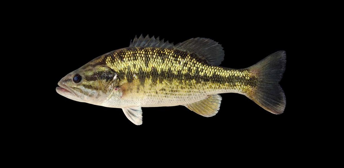 18-spotted-bass-facts