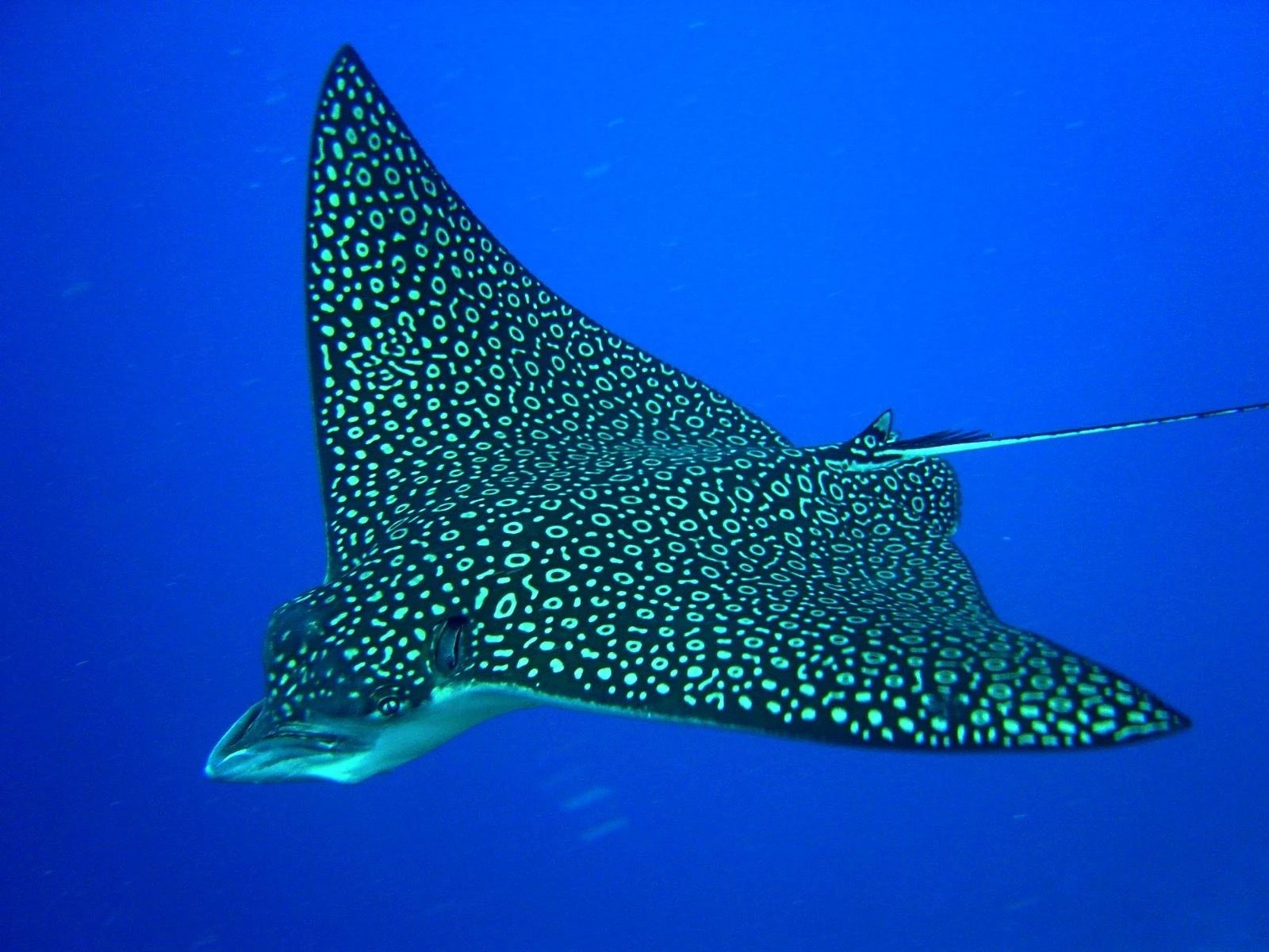 18-spotted-eagle-ray-fun-facts
