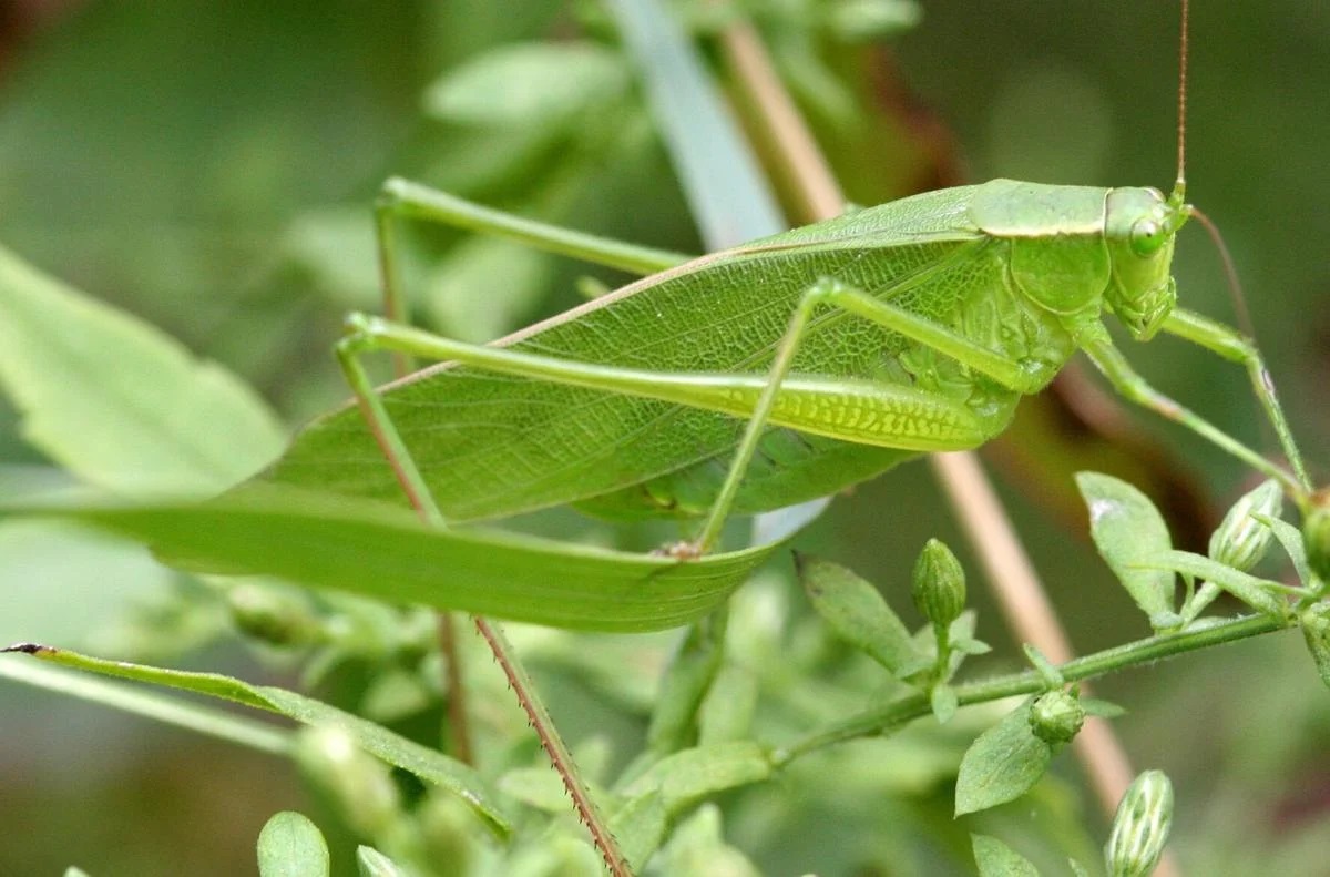 18-true-facts-about-the-katydid