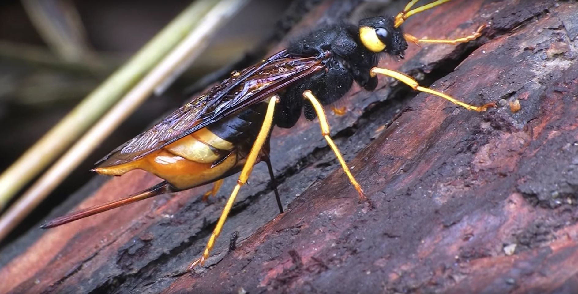 18-wood-wasp-facts