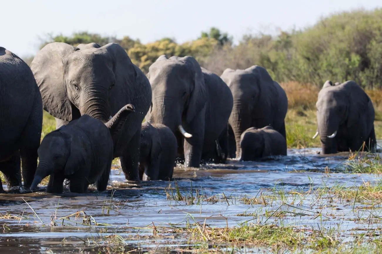 19-african-elephant-migration-facts
