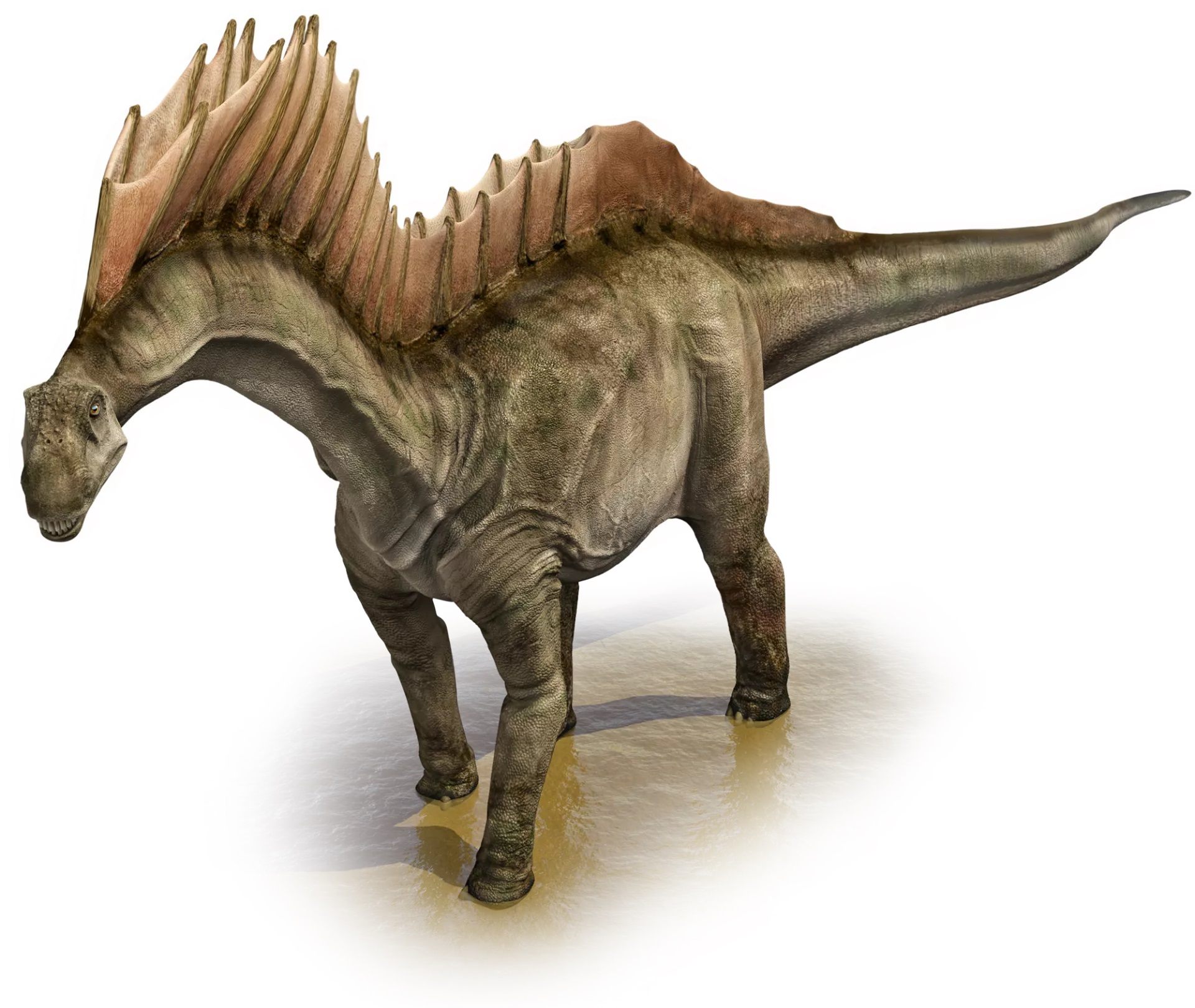 19-amargasaurus-facts