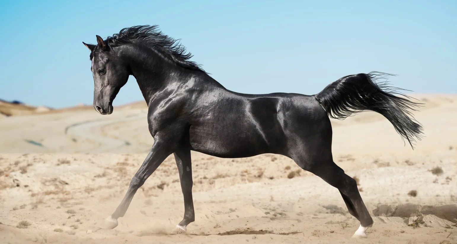 19-arabian-horse-fun-facts