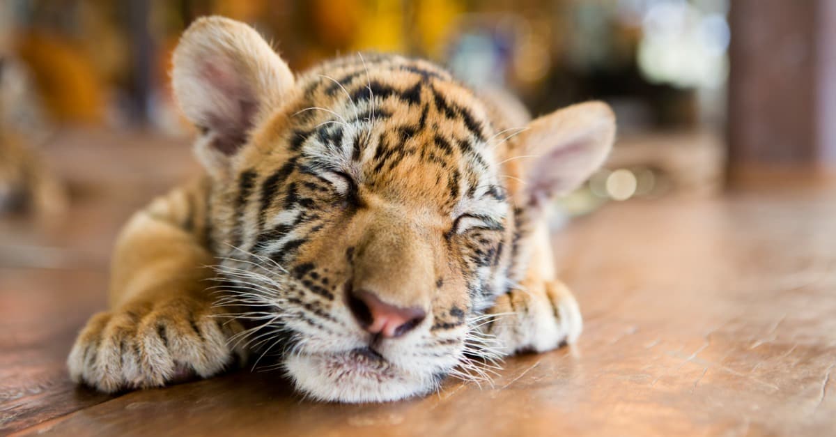 19-baby-tiger-facts