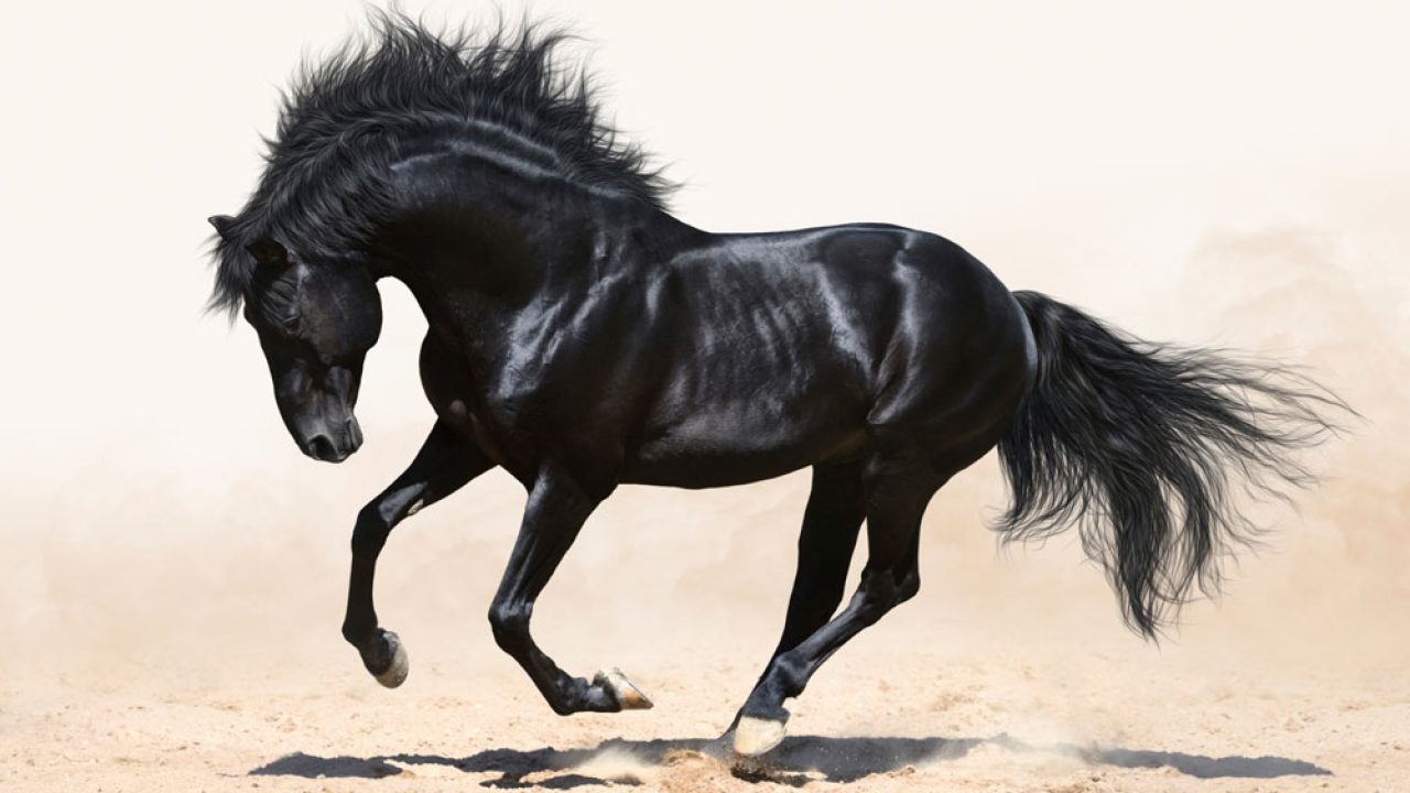 Сонник черная лошадь