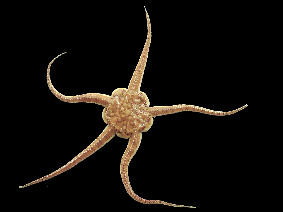 19-brittle-star-facts