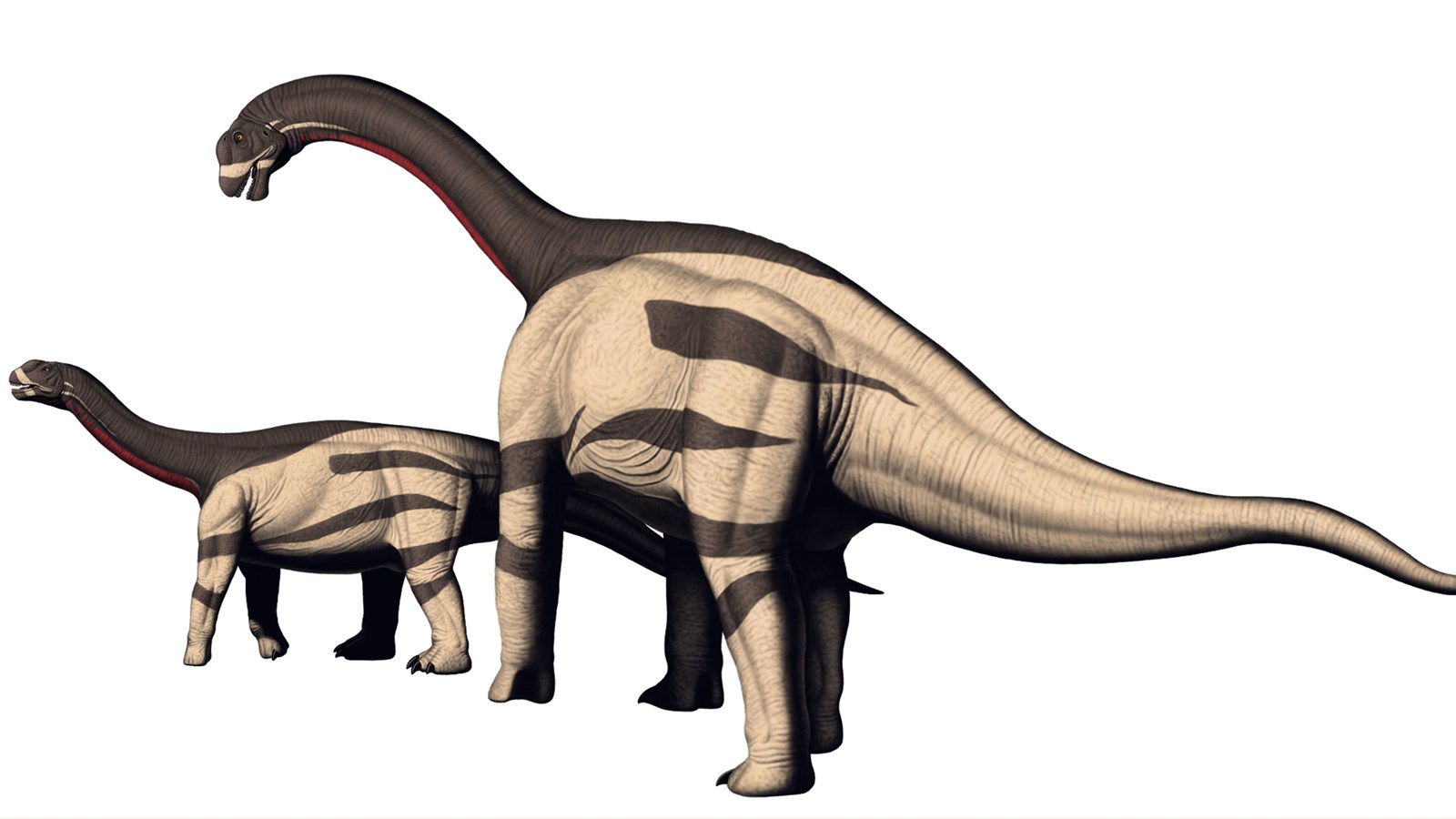 19-camarasaurus-facts