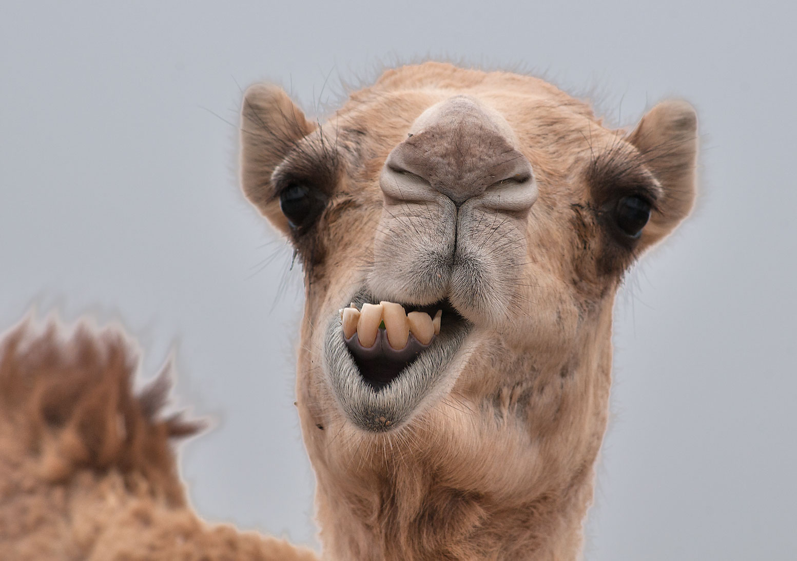 19-camel-teeth-facts