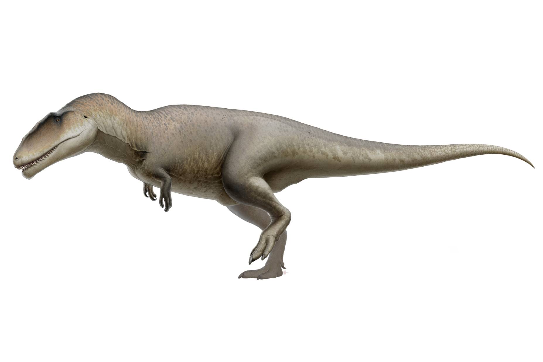 19-carcharodontosaurus-facts