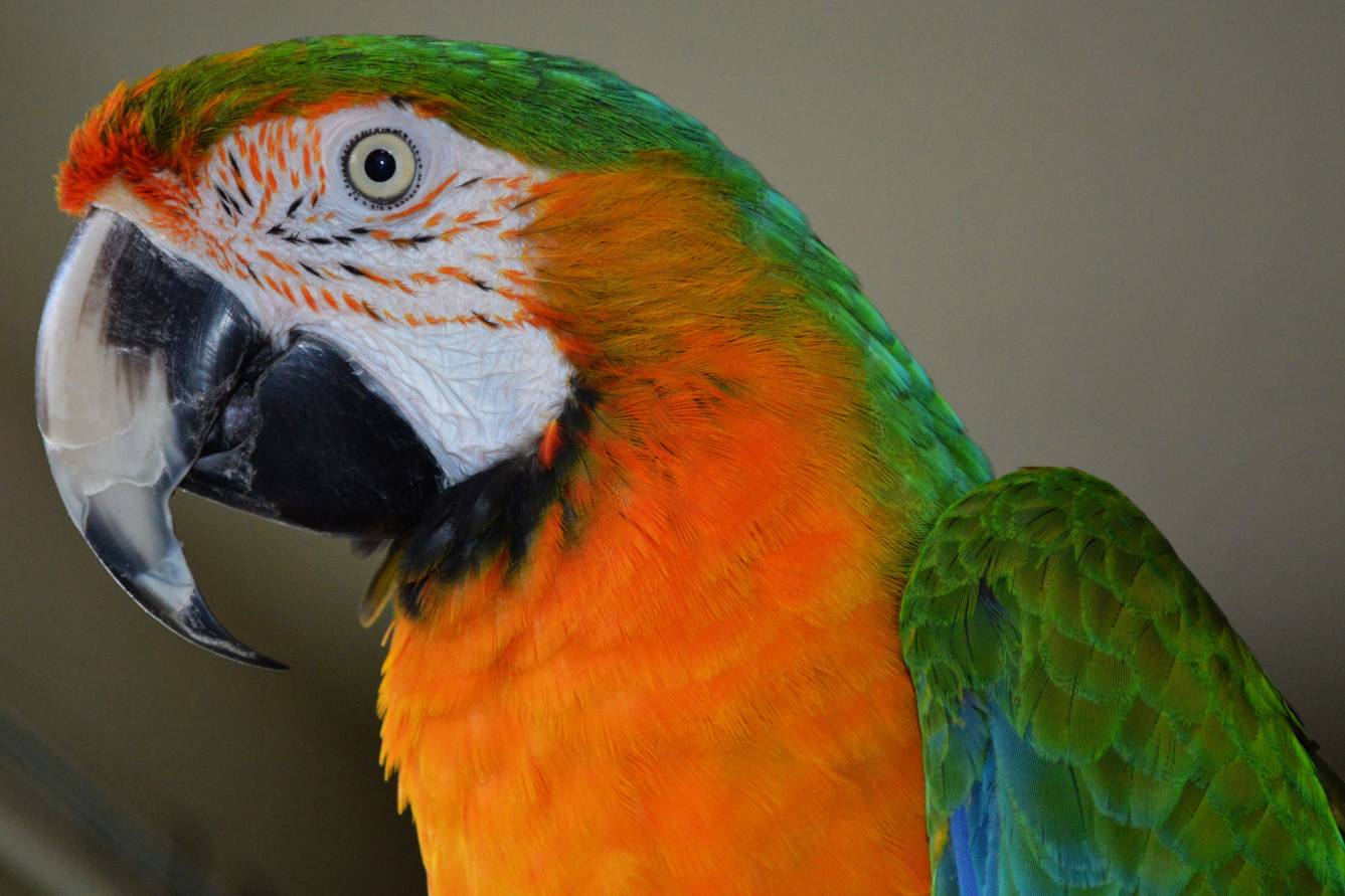 19-catalina-macaw-facts